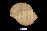 藏品(中華鶉螺)的圖片